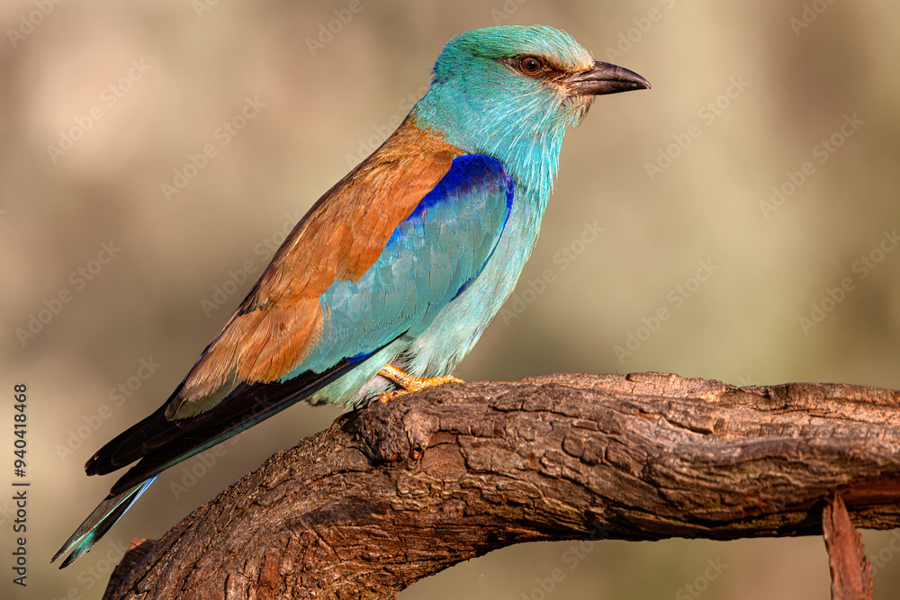 European roller (Coracias garrulus), Danube Delta. Selective focus on bird's eye