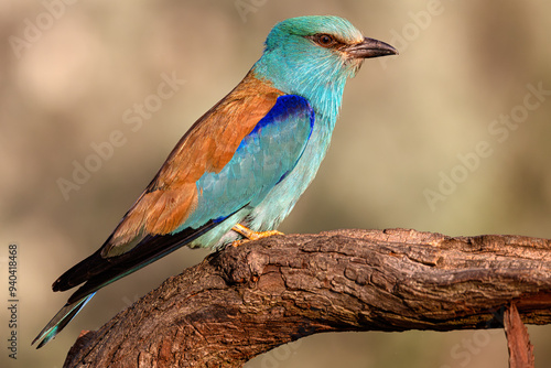 Obraz na płótnie European roller (Coracias garrulus), Danube Delta. Selective focus on bird's eye w salonie