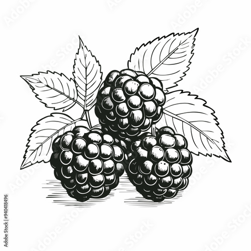 Blackberry Fruit Food Organic Fresh Juicy Vitamin Healthy Sketch Style
