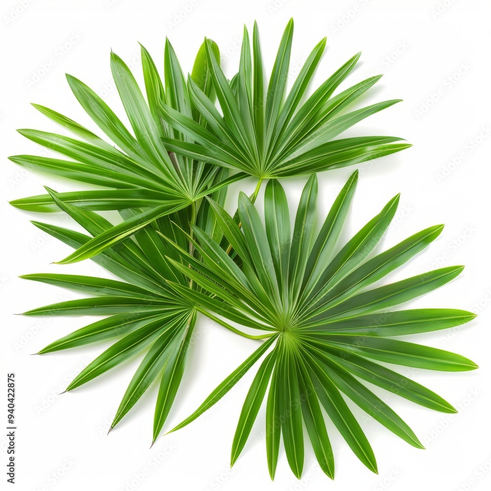 An artistic product shot of saw palmetto leaves isolated on a white background. An artistic product shot of saw palmetto leaves isolated on a white background.