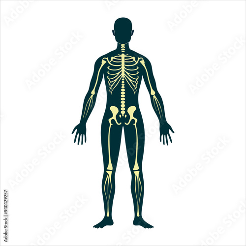 Silhouettes of Human Anatomy for Biology Class