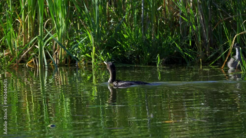 Double-crested Cormorant on a Beautiful Canadian Lake in Summer Double-crested Cormorant on a Beautiful Canadian Lake in Summer