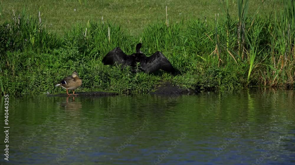 Double-crested Cormorant on a Beautiful Canadian Lake in Summer Double-crested Cormorant on a Beautiful Canadian Lake in Summer