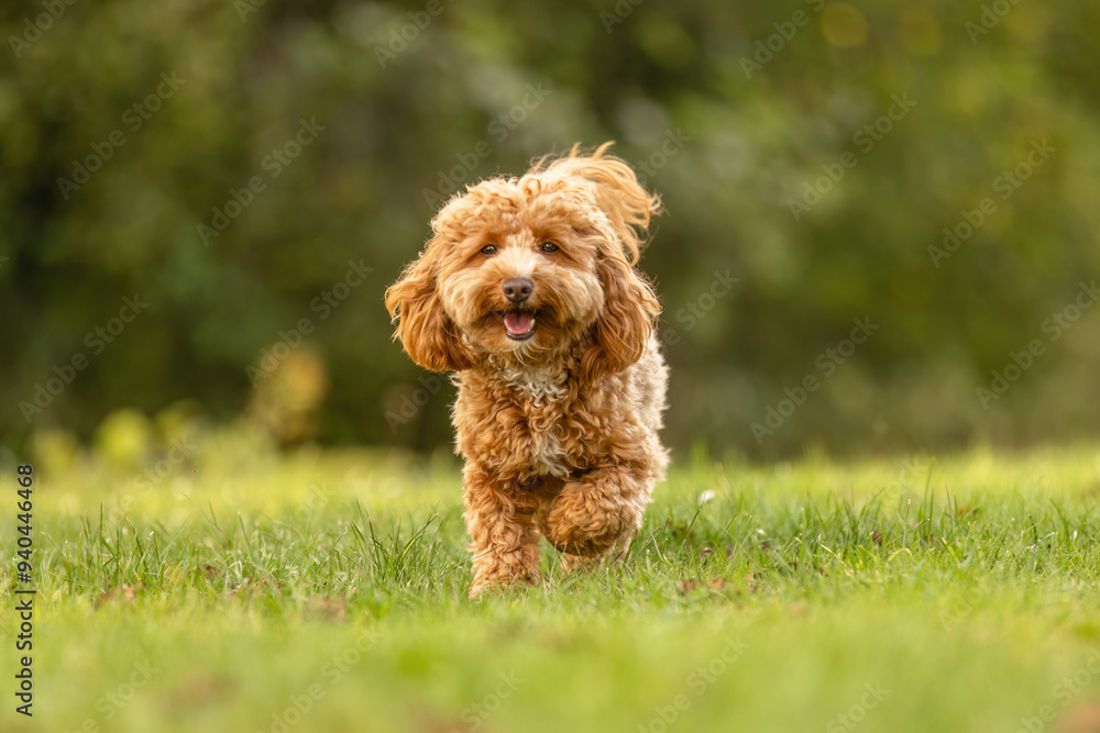 A cute havapoo dog having fun running across a meadow in a garden in summer outdoors A cute havapoo dog having fun running across a meadow in a garden in summer outdoors