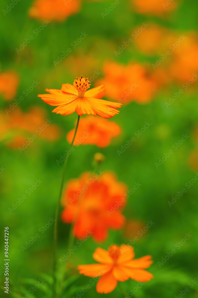 Beautiful Gesang flowers in summer, full of the natural background of dreamy artistic conception Beautiful Gesang flowers in summer, full of the natural background of dreamy artistic conception