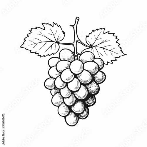 Grape Fruit Food Organic Fresh Juicy Vitamin Healthy Sketch Style
