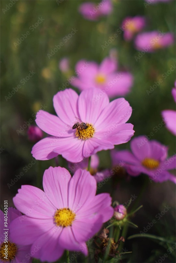 pink cosmos flowers Close-up of beautiful pink flowers and there are bees gathering pollen. The pollen is yellow pink cosmos flowers Close-up of beautiful pink flowers and there are bees gathering pollen. The pollen is yellow