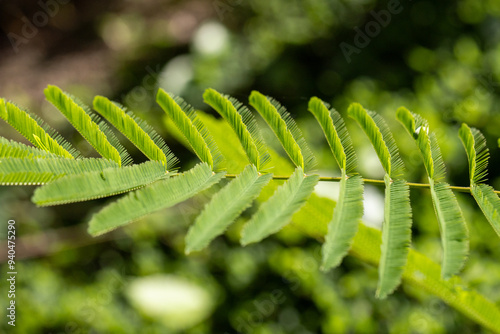 Lush green leaves, vibrant and fresh, bring a touch of natural beauty. Their rich color and elegant shape make them perfect for decoration, enhancing any space with a refreshing and organic feel.