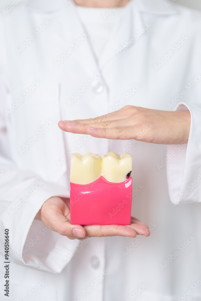Fototapeta premium Dentist with tooth Anatomy model. Oral Teeth decay and disease, Scrape off tartar. March Oral health, Dentist Day, False Teeth. Toothache and Children Dental Health Month and Orthodontic Health Day