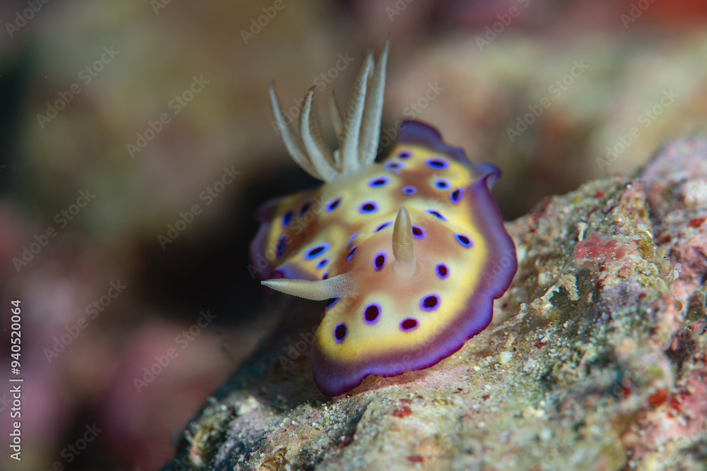 Kunie's Chromodoris nudibranch crawls on coral of Bali Kunie's Chromodoris nudibranch crawls on coral of Bali