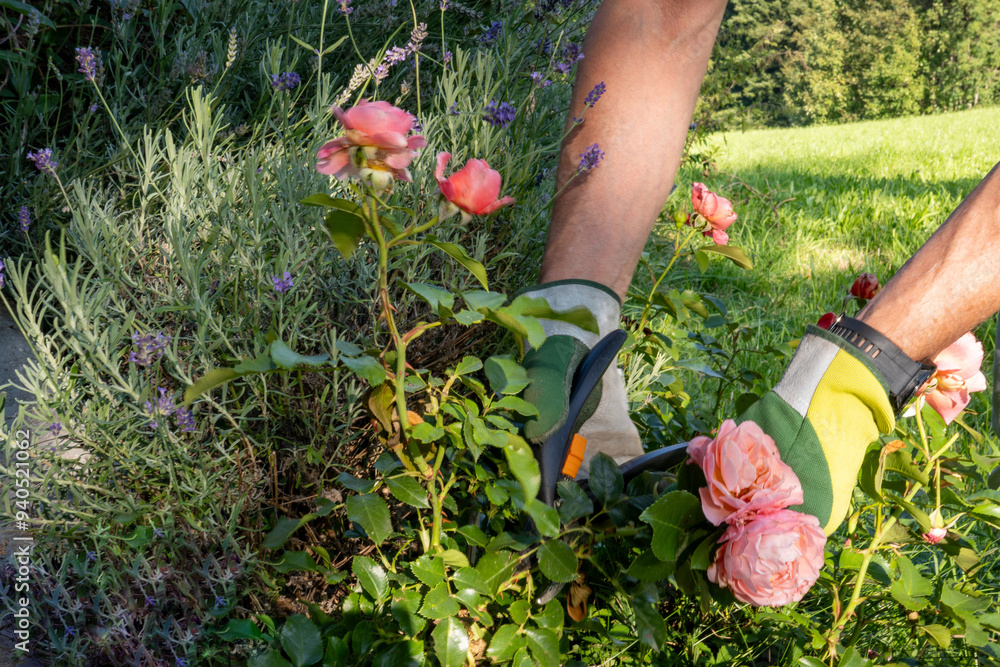 Fototapeta premium Person with gardening gloves cuts a pink rose from the bush in the garden with garden shears