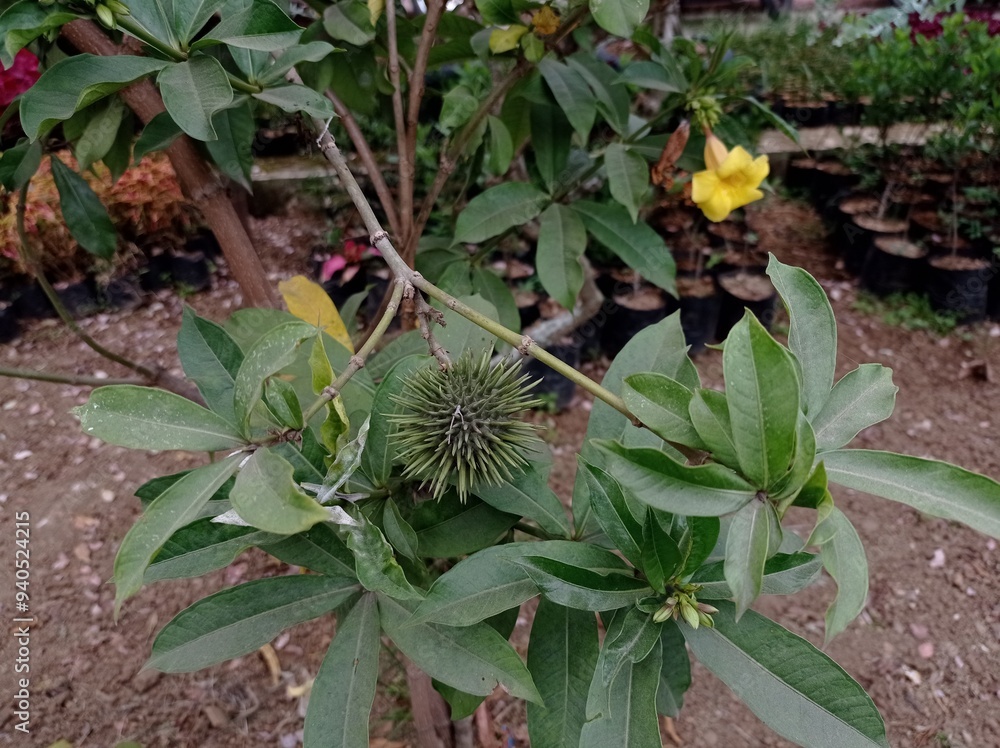 Obraz premium the unique fruit of the allamanda polyantha plant