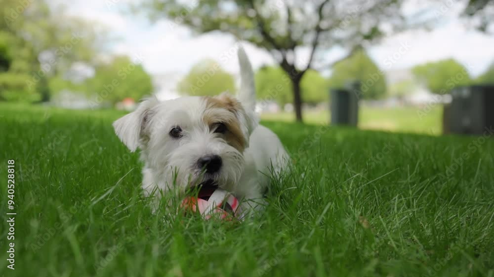 Happy dog playing with ball and lies on the grass. Close up view Happy dog playing with ball and lies on the grass. Close up view