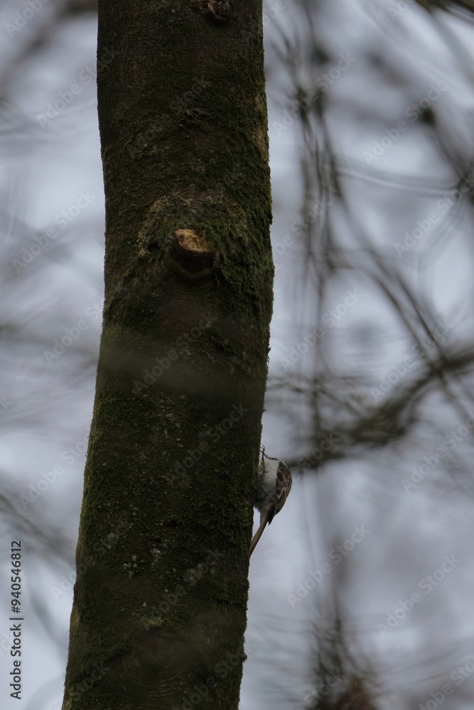 Fototapeta premium nuthatch