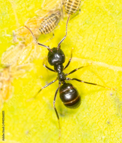 Ants collect aphids on a tree leaf. Macro photo