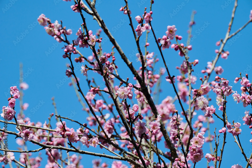 Flower of Chinese plum (Prunus mume) blooming in spring in Hong Kong Flower of Chinese plum (Prunus mume) blooming in spring in Hong Kong