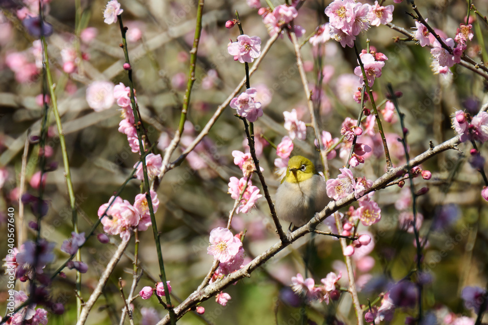 Swinhoe's white-eye (Zosterops simplex) with flowers of Taiwan cherry (Prunus campanulata) blooming in spring in Hong Kong with blue sky Swinhoe's white-eye (Zosterops simplex) with flowers of Taiwan cherry (Prunus campanulata) blooming in spring in Hong Kong with blue sky