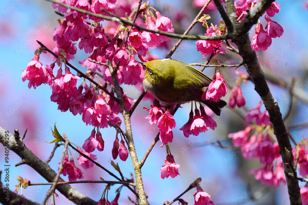 Swinhoe's white-eye (Zosterops simplex) with flowers of Taiwan cherry (Prunus campanulata) blooming in spring in Hong Kong with blue sky Swinhoe's white-eye (Zosterops simplex) with flowers of Taiwan cherry (Prunus campanulata) blooming in spring in Hong Kong with blue sky