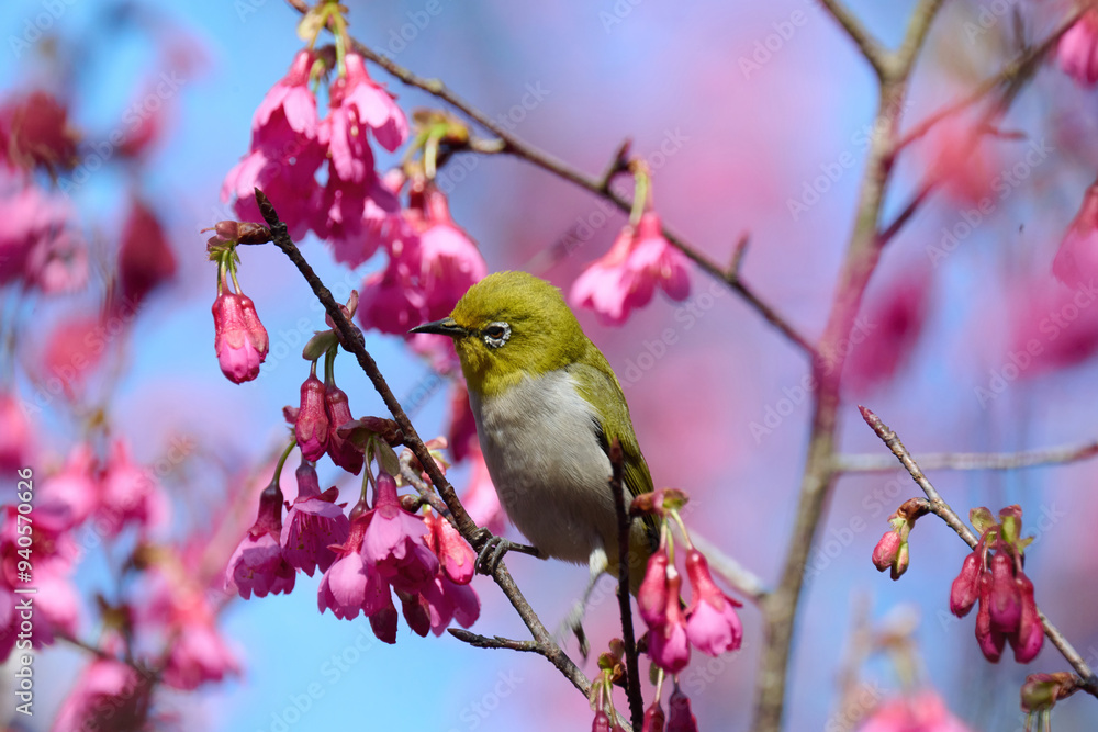 Swinhoe's white-eye (Zosterops simplex) with flowers of Taiwan cherry (Prunus campanulata) blooming in spring in Hong Kong with blue sky Swinhoe's white-eye (Zosterops simplex) with flowers of Taiwan cherry (Prunus campanulata) blooming in spring in Hong Kong with blue sky