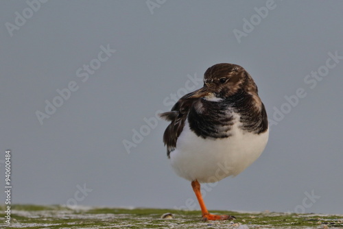 ruddy turnstone photo