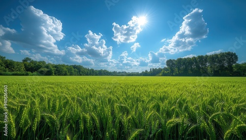 Beautiful green wheat field under a bright sunny sky with fluffy clouds, surrounded by green trees in the distance.