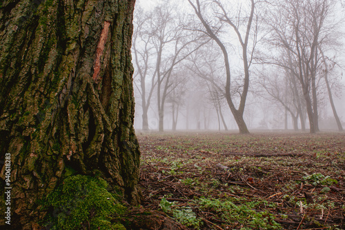 Ancient Tree Trunk in Foggy Forest Clearing