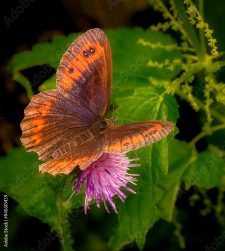 Macrophotography of an Arran Brown butterfly (Erebia ligea) on green leaves in nature. photo