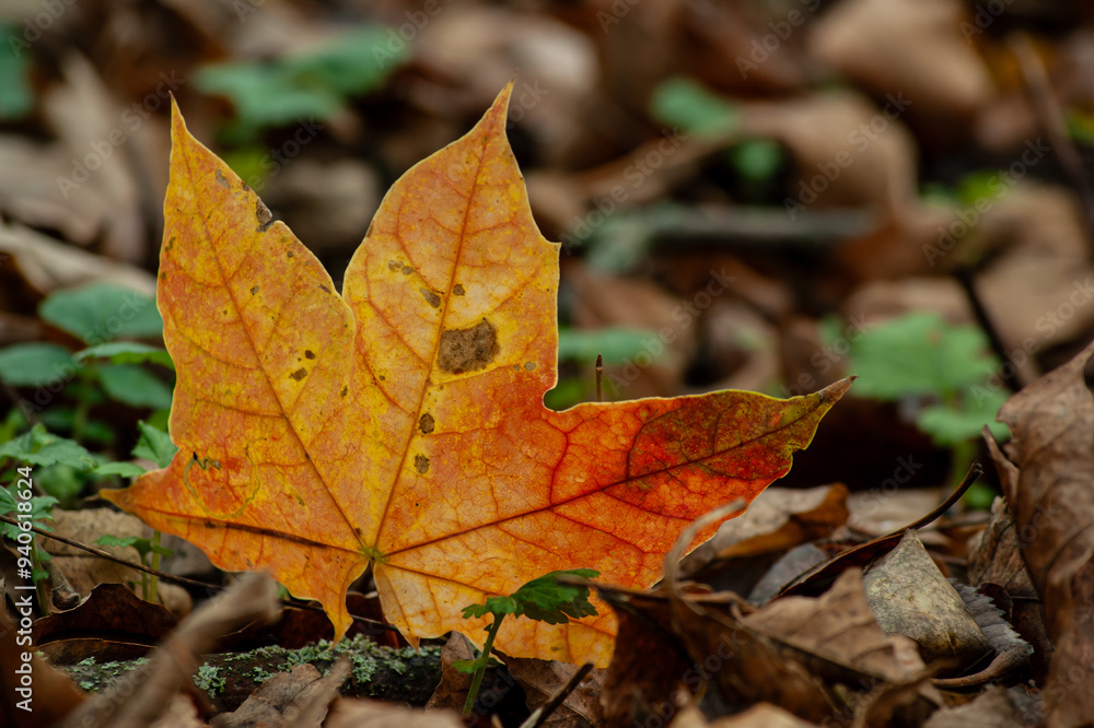Vibrant Autumn Leaf Resting on Forest Floor Vibrant Autumn Leaf Resting on Forest Floor