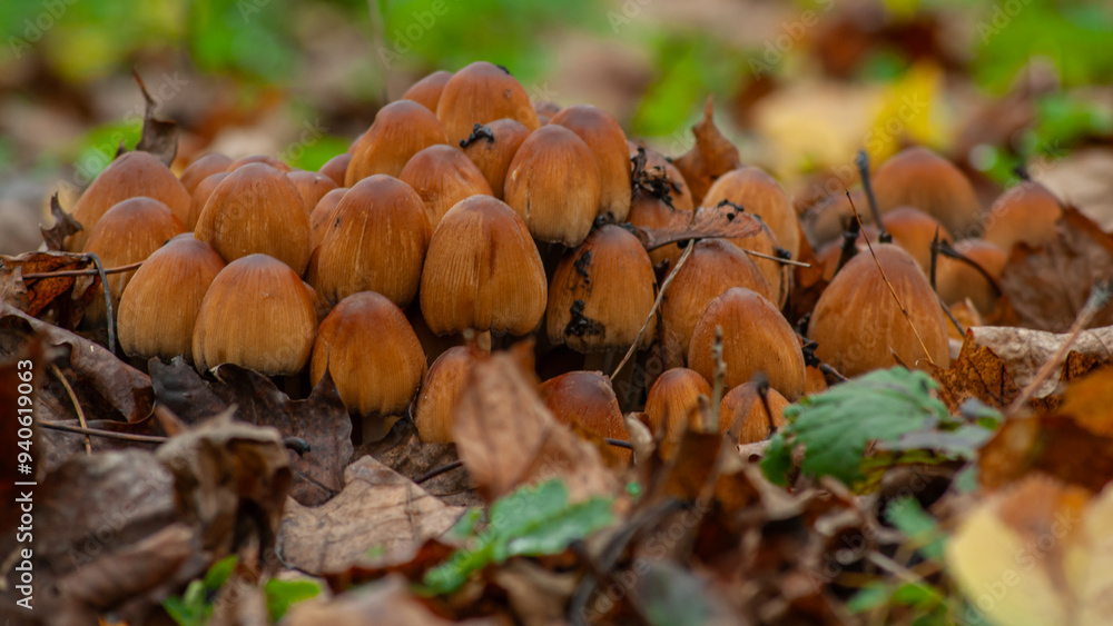 Cluster of Brown Mushrooms on Forest Floor Cluster of Brown Mushrooms on Forest Floor