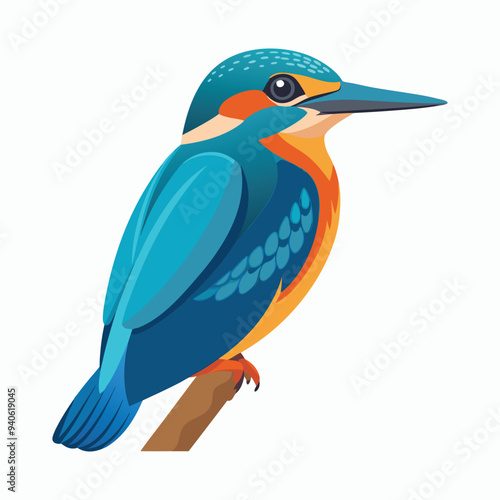 kingfisher illustration vector