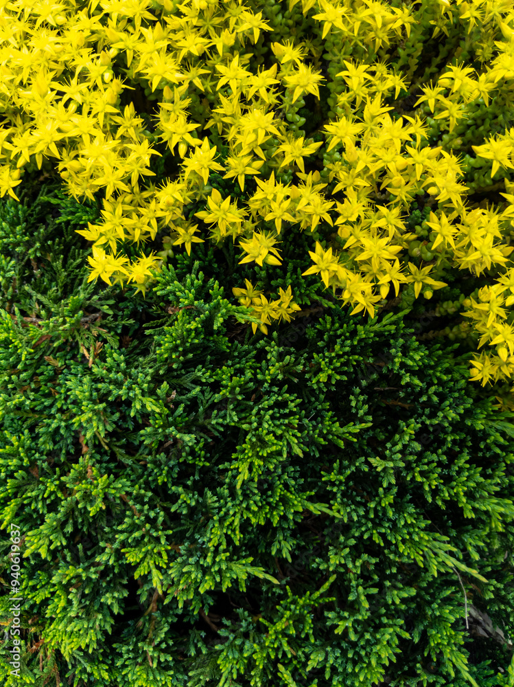 Contrast of Yellow Blooms and Green Foliage Contrast of Yellow Blooms and Green Foliage