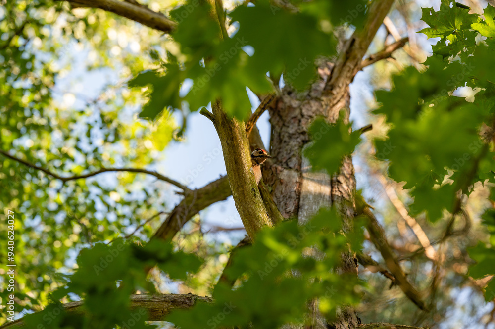 Woodpecker hiding high up in tree with leaves Woodpecker hiding high up in tree with leaves