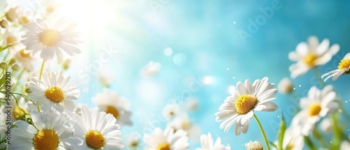  A field filled with white daisies Sun shines through scattered clouds Sky is brilliantly blue