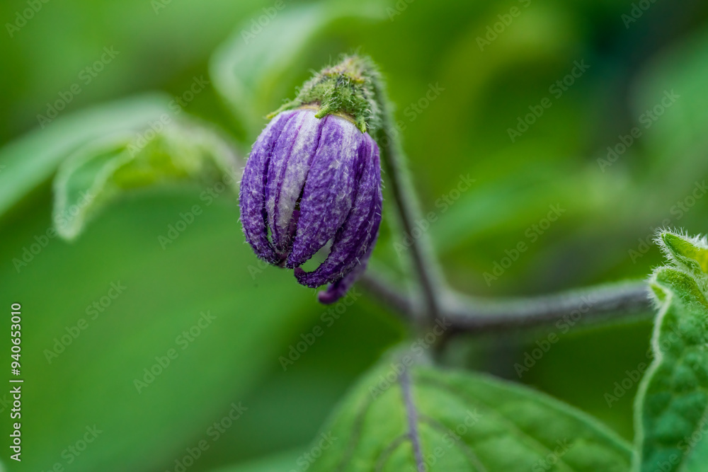 Purple chili blossom in close up view with soft bokeh background Purple chili blossom in close up view with soft bokeh background