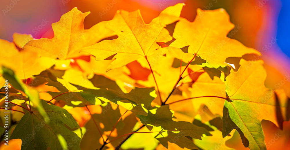 Fototapeta premium Autumnal fall background. Autumn leaves of maple trees. Autumn fall leaves in sunlight. Natural autumn background. Autumnal background. Foliage, falling leaves background. Autumn leaf.