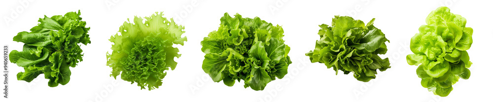 Fresh green lettuce varieties arranged elegantly, perfect for healthy recipes and colorful salads. Fresh green lettuce varieties arranged elegantly, perfect for healthy recipes and colorful salads.