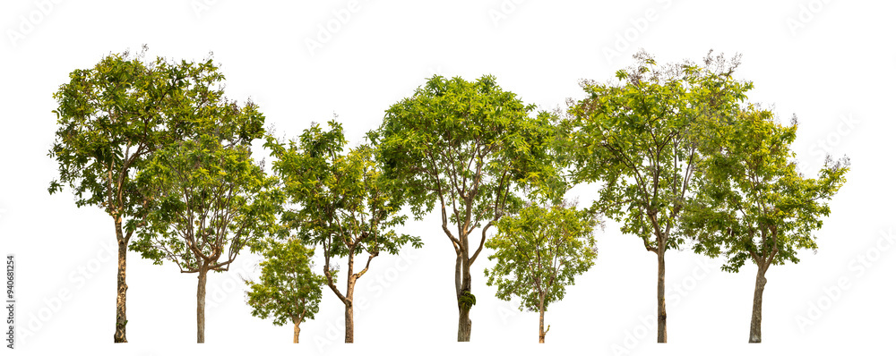 Fototapeta premium Green trees isolated on transparent background forest and summer foliage for both print and web with cut path and alpha channel.