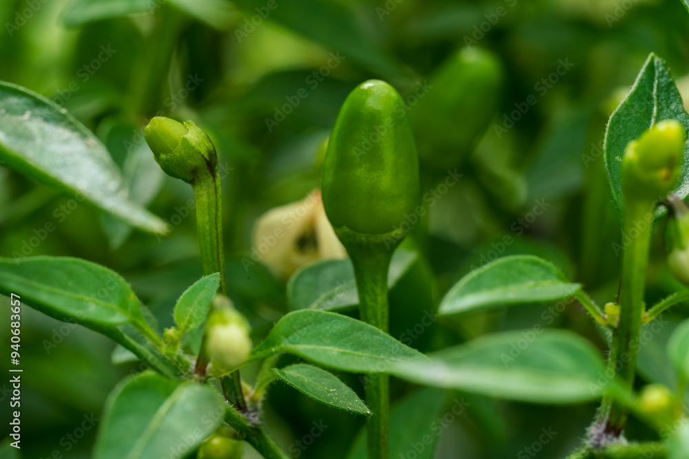 Chili bush with green fruits and white blossom in early grow phase before harvesting Chili bush with green fruits and white blossom in early grow phase before harvesting