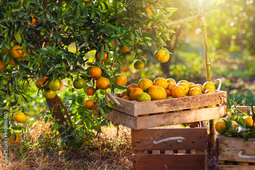 Oranges placed for decoration and orange trees and fruits in the sunshine in the orange garden