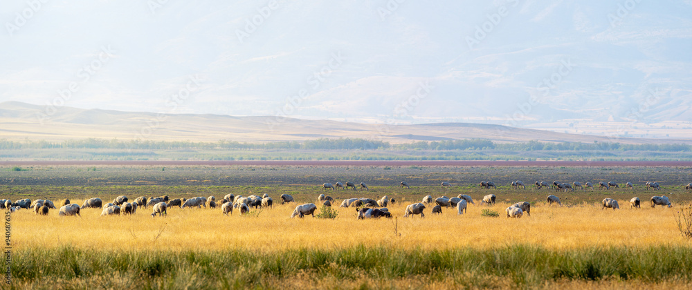A flock of sheep grazing on the dried-up Karataş Lake in Burdur A flock of sheep grazing on the dried-up Karataş Lake in Burdur