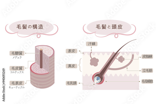 髪の構造と頭皮と髪の図解・毛乳頭と立毛筋