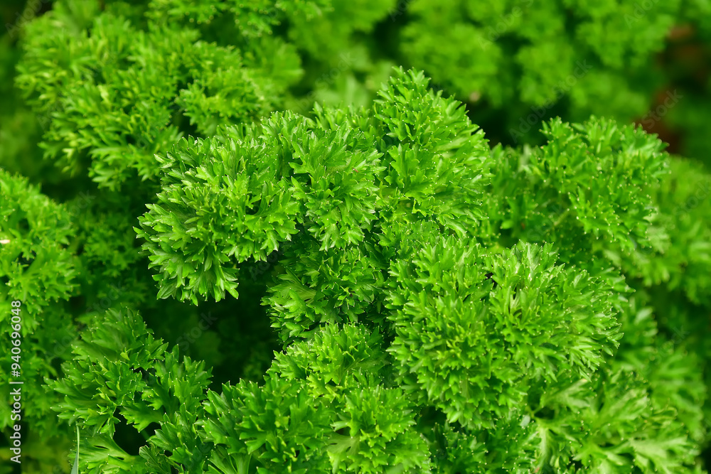 Parsley, closeup of the leaves in summer Parsley, closeup of the leaves in summer