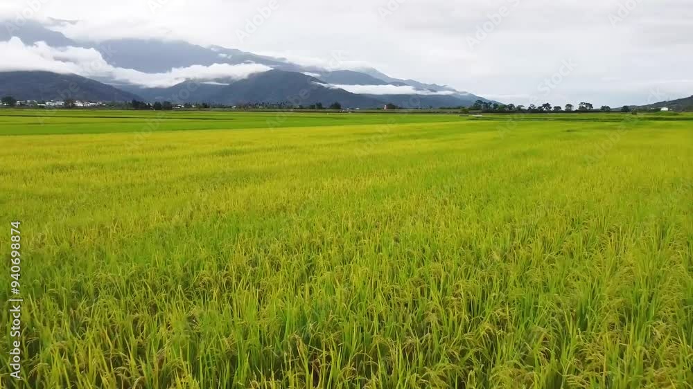 rice field in the mountains in Taiwan, Taitung rice field in the mountains in Taiwan, Taitung