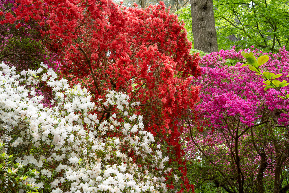 bushes full of flowering red, white and pink Rhododendrons bushes full of flowering red, white and pink Rhododendrons