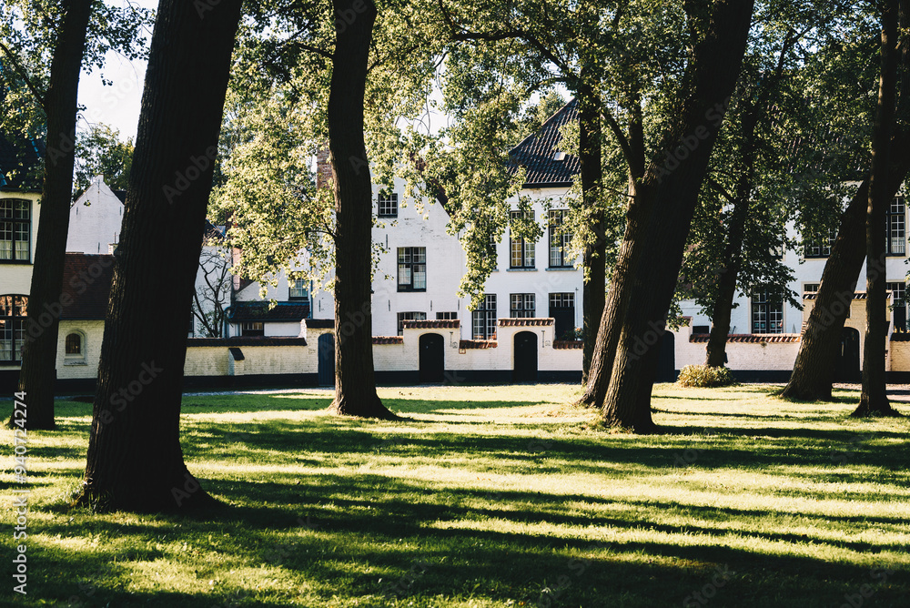 Obraz premium Sun shining through green trees