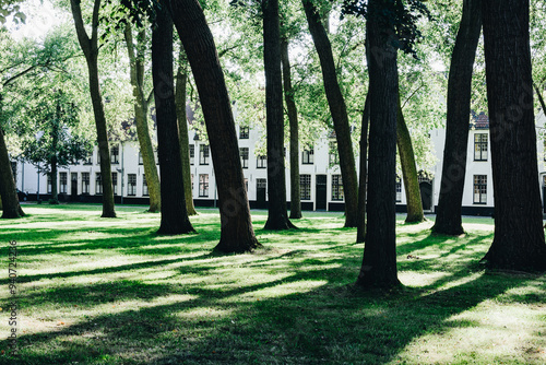 Sun shining through green trees