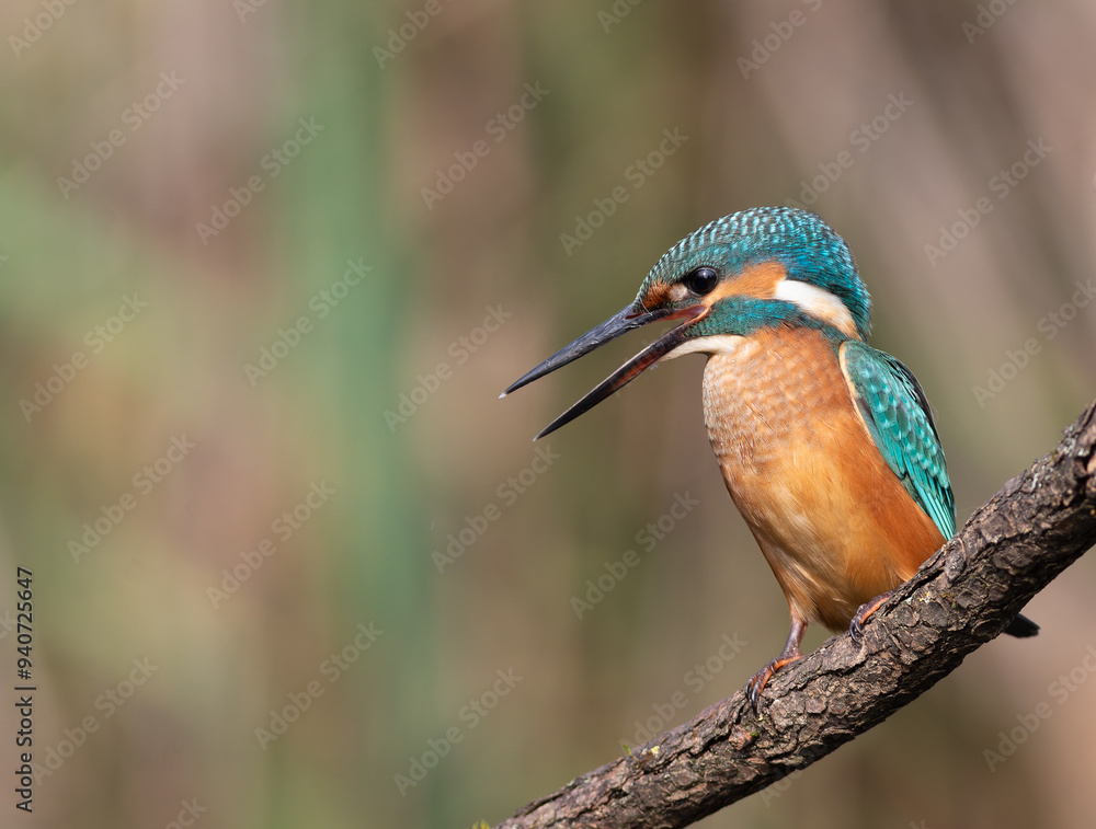 custom made wallpaper toronto digitalCommon kingfisher, Alcedo atthis. A bird sits on a branch with its beak open