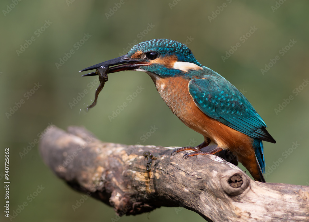 custom made wallpaper toronto digitalCommon kingfisher, Alcedo atthis. A young bird sits on a branch, holding a tadpole in its beak