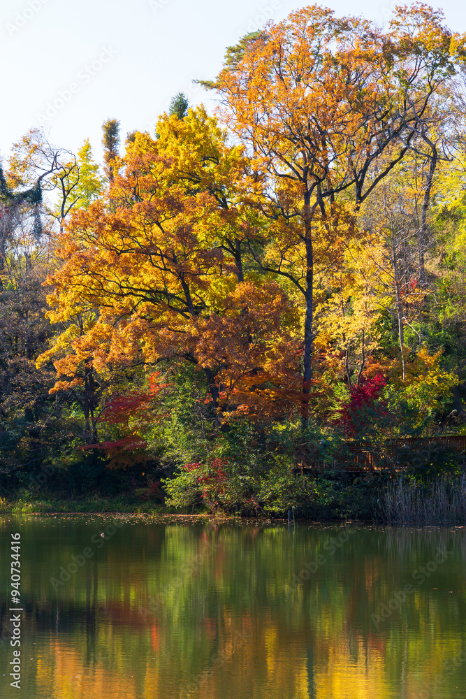 日本の風景・秋 東京都 紅葉の多摩湖・狭山公園 日本の風景・秋 東京都 紅葉の多摩湖・狭山公園