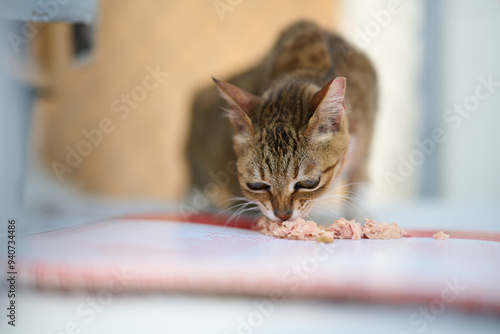 A cute stray cat in Cha Kwo Ling, Hong Kong  photo